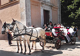 Horses Carriage coachman for weddings in Tuscany